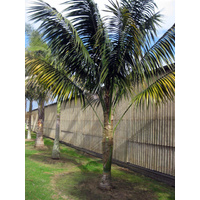 Kentia Palm - Howea Forsteriana advanced 285ltr