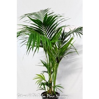 Kentia Palm - Howea Forsteriana 400mm