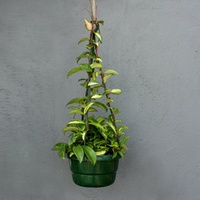 Succulent Hanging Baskets - Hoya Assorted Hanging Baskets 155mm