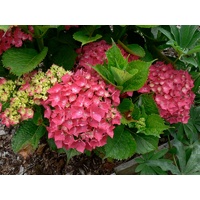 Hydrangea Assorted 180mm