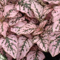 Polka Dot Plant - Hypoestes Pink Splash 130mm