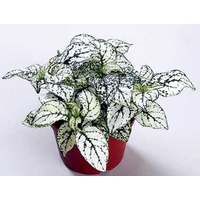 Polka Dot Plant - Hypoestes White Splash 130mm