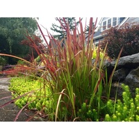 Japanese Blood Grass - Imperata cylindrica rubra 140mm