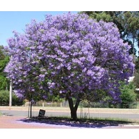 Jacaranda - Jacaranda mimosifolia 300mm