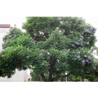 Blue Jacaranda - Jacaranda Mimosifolia 250mm