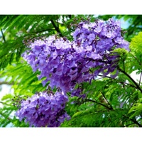 Blue Jacaranda - Jacaranda Mimosifolia 75ltr