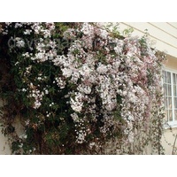 White Jasmine - Jasminum Polyanthum 300mm