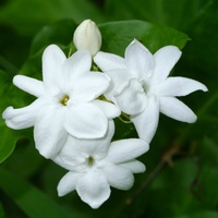Jasmine Sambac - Jasminum sambac 140mm