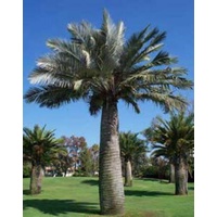 Chilean Wine Palm - Jubaea Chilensis 200mm