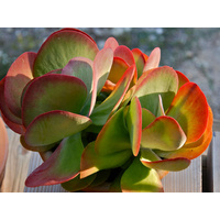 Flapjacks - Kalanchoe luciae 140mm