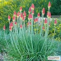 Red Hot Poker - Kniphofia uvaria 140mm