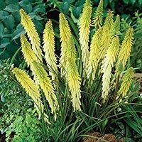 Poker Plant - Kniphofia Little Maid 140mm