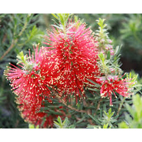 Mandys Suprise - Kunzea Baxterii Nana 140mm