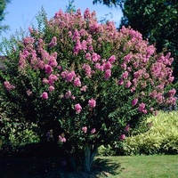 Crepe myrtle Hopi - Lagerstroemia Hopi 200mm