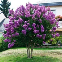 Crepe Myrtle - Lagerstroemia 300mm