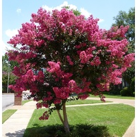 Tuscarora Crape Myrtle - Lagerstroemia indica x fauriei Tuscarora 250mm