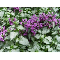 Lamium maculatum Pink Nancy 140mm