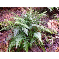 Shiny Shield-fern - Lastreopsis acuminata 100mm