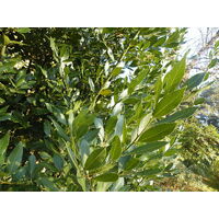 Bay Tree - Laurus Nobilis 140mm