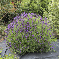 Lavender - Lavandula Avonview 200mm