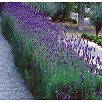 French Lavender - Lavandula Dentata 140mm