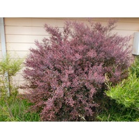 Leptospermum Burgundy Tea Tree 200mm