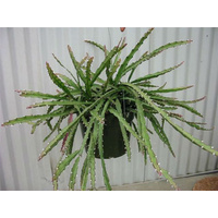 Succulent Hanging Baskets - Lepismium cruciforme Hanging Baskets 170mm