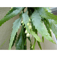 Succulent Hanging Baskets - Lepismium houlletianum Hanging Baskets 170mm