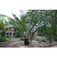 Lepidozamia Cycad - Lepidozamia Peroffskyana 200mm