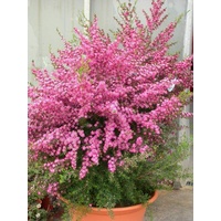 Leptospermum Tickled Pink Tea Tree 200mm
