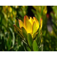 Leucadendron hybrid Sundance 140mm