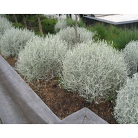 Cushion bush - Leucophyta brownii 140mm