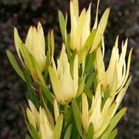 Leucadendron Inca Gold - Leucadendron laureolum x salignum 140mm