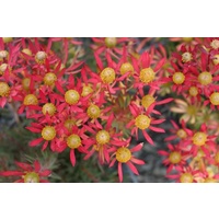 Leucadendron Salignum Cheeky 140mm