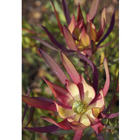 Leucadendron salignum Fireglow 140mm