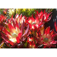 Leucadendron salignum Red Devil 140mm