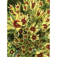 Leucadendron salignum Royal Ruby 140mm