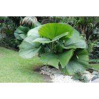 Grand Fan Palm - Licuala elegans 400mm