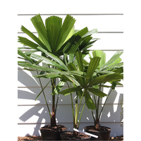 Australian Fan Palm - Licuala ramsayi 200mm