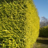 Ligustrum Ovalifolium Aureum Golden Privet 200mm