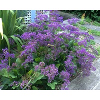 Sea Lavender - Limonium perezii 140mm