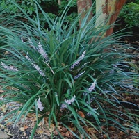 Liriope Evergreen Giant 140mm