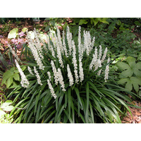 Liriope muscari Monroe White 140mm