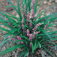 Liriope muscari Samantha 140mm