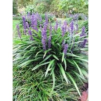 Liriope Muscari 140mm