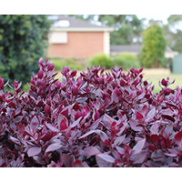 Alternanthera Little Ruby/Little Maroon 140mm