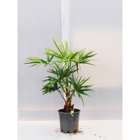 Cabbage Palm - Livistonia Australis 200mm