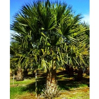 Cabbage Palm - Livistonia Australis 250mm