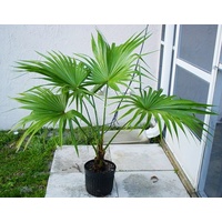 Chinese Fan Palm - Livistona Chinensis 200mm