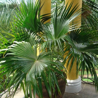 Chinese Fan Palm - Livistona Chinensis 45ltr